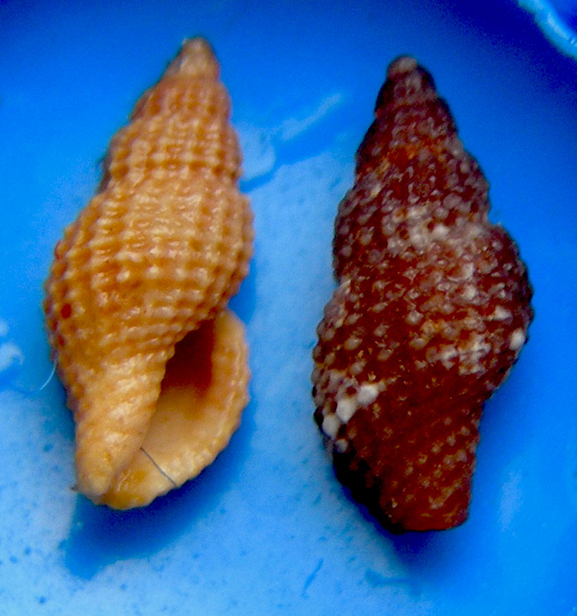 Raphitoma laviae?